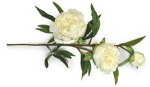 White Peony Spray Flower 71cm