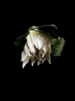 White King Protea 60cm