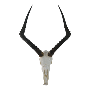 Plain Impala Skull