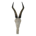 Carved Blesbok Skull 59x23.5cm