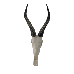Plain Blesbok Skull 53x25cm