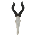 Plain Hartebeest Skull 74x28cm