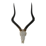 Carved Impala Skull 59x36cm