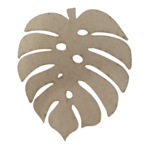 Delicious Monster Leaf 10cm