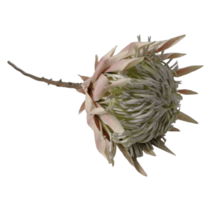 Artificial-Protea-Flower-Pink-67cm-NZ757U1_4