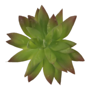 Green & Red Succulent 10cm