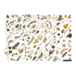 Autumn Gift Wrapping Paper (49cm x 69cm)