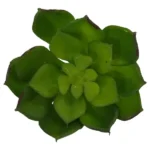 Artificial Succulent Green Haworthi 10 x 8cm_FAO179SI_1