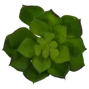 Artificial Succulent Green Haworthi 10 x 8cm_FAO179SI_1