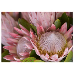 Light Pink King Protea - Disposable Placemat 30 x 42cm | 24pc