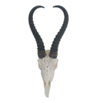 Springbuck Skull | Carved 38x23cm: