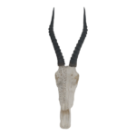 Blesbok Skull | Carved/Plain 59x23.5cm