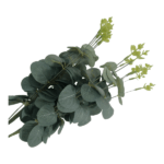 Large Eucalyptus Bush | Green 50cm