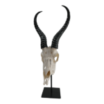 Mounted Springbuck Skull | On Stand 57x19cm