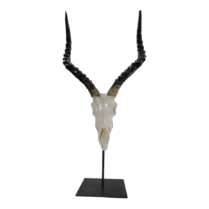 Mounted Impala Skull | On Stand 79x20cm