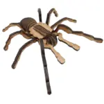 3D-Wooden-Model-_-Chilean-Rose-Tarantula_INS18_1