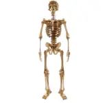 3D-Wooden-Model-_-Complex-Human-Skeleton_NS1_1
