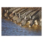 Disposable-Placemat-Zebras-24-Piece_PLACEML236