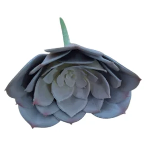 Artificial Echeveria Plant | Desert Rose Mauve, 11cm