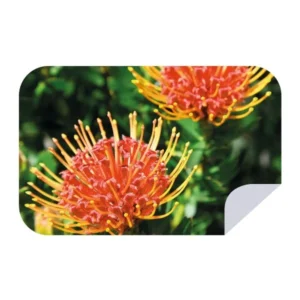 Micro-Fibre Towel | King Pincushion, 100cm x 160cm