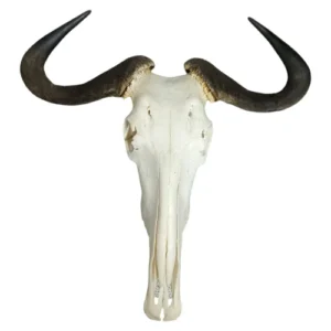 Authentic-Blue-Wildebeest-Skull-Plain-62cm_SBWP
