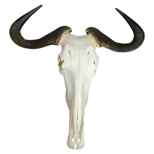 Authentic-Blue-Wildebeest-Skull-Plain-62cm_SBWP
