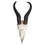 Springbok-Skull-with-Horns-_-White-and-Brown-40cm_SSbP_1