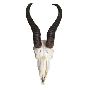 Springbok-Skull-with-Horns-_-White-and-Brown-40cm_SSbP_1