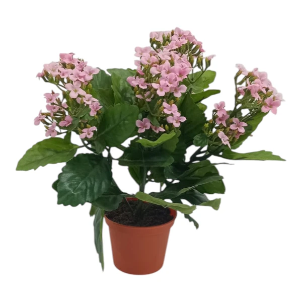 Pink Kalanchoe Bush In Pot | 30cm