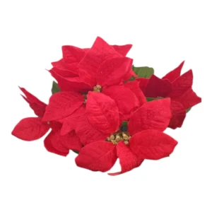 Red 5 Flower Poinsettia Bush  48x20cm