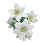 White 5 Flower Poinsettia Bush 33x12cm