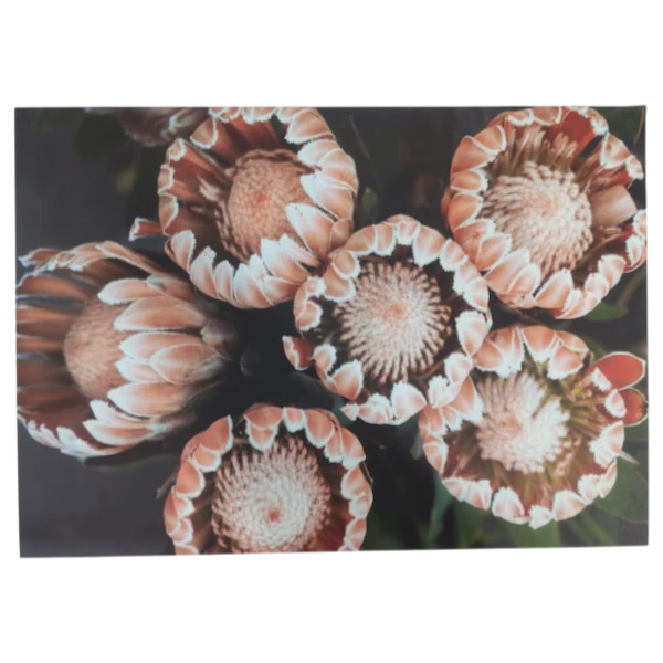 Disposable Placemats | King Protea Buds, 24 Piece